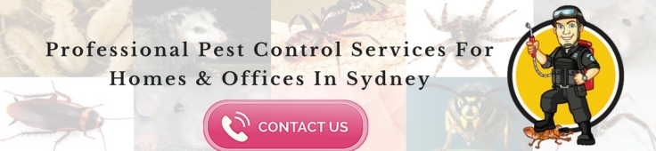 Contact Pest Control Service Australia