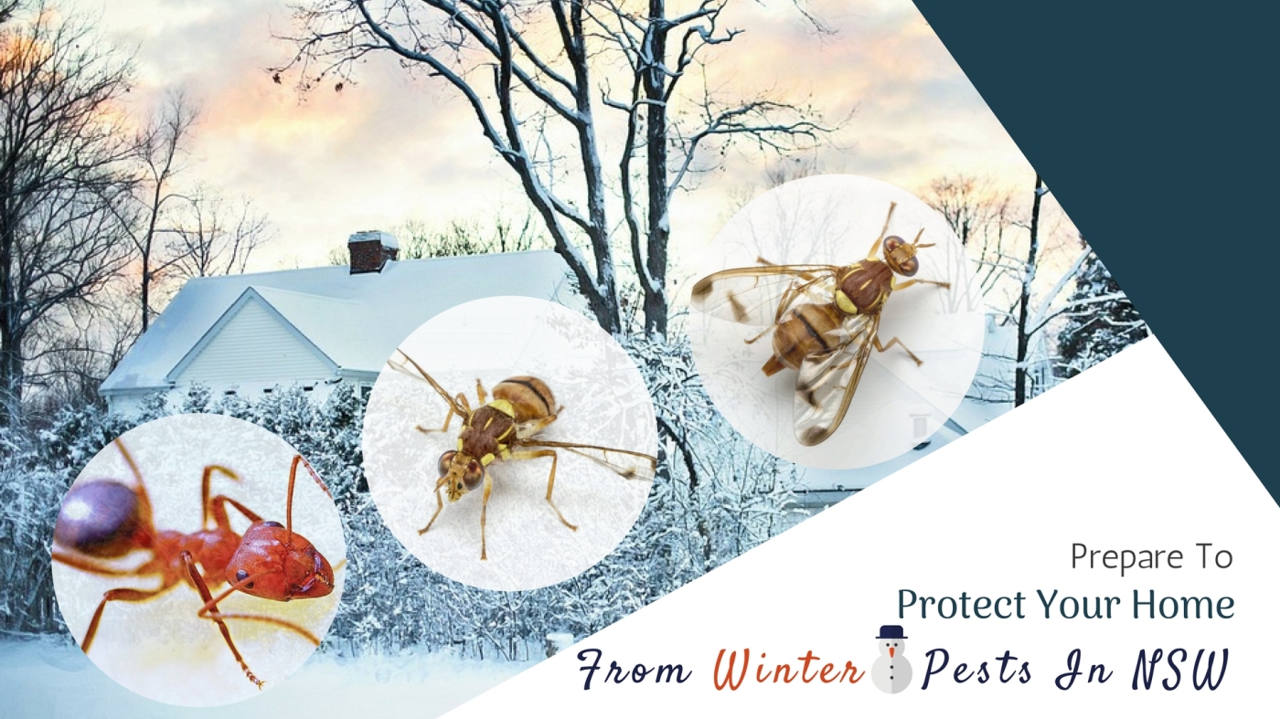 Winter Pests In Australia